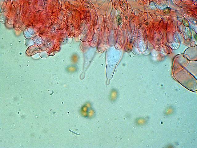 Galerina spec.  Cod.: 0260-07